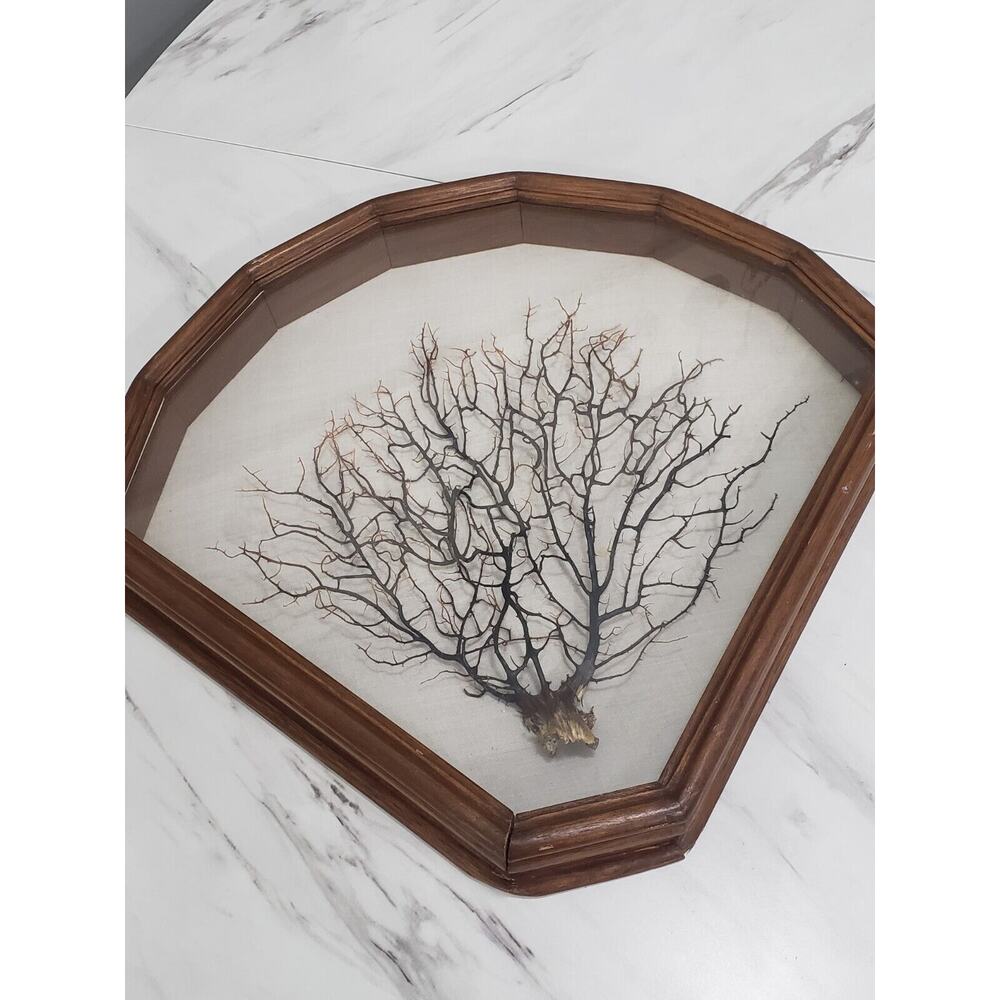 Vintage Framed Shadow Box Real Seafan Wall Decor‎ HANDMADE WOOD FRAME nautical